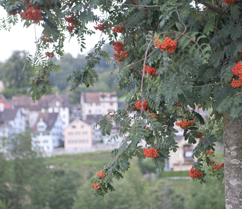 Lichtensteig mehrfach ausgezeichnet