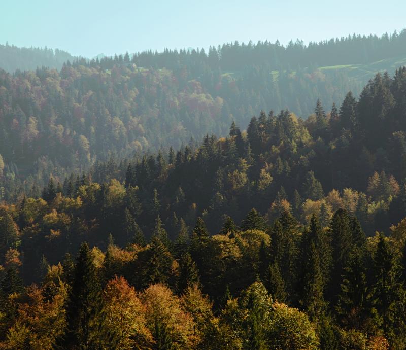 Toggenburger Waldprojekt für den Waldpreis 2026 nominiert