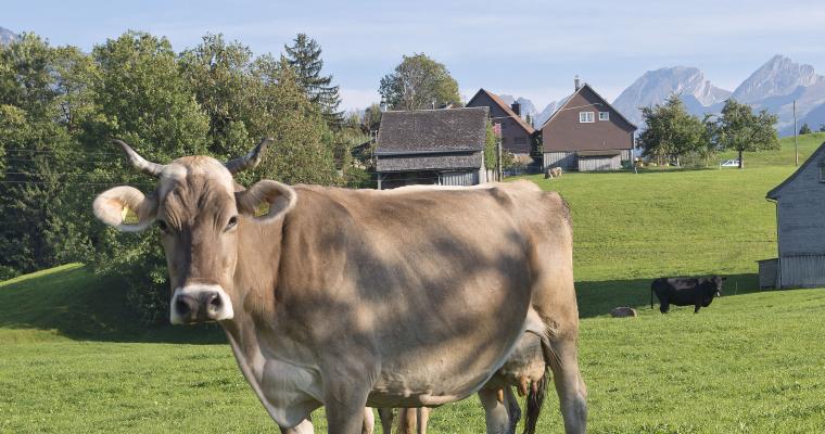 Bild: Landwirtschaft
