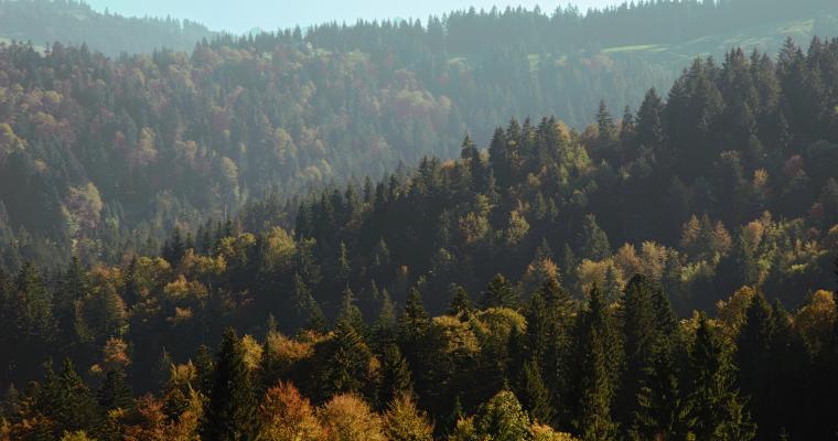 Toggenburger Waldprojekt für den Waldpreis 2026 nominiert